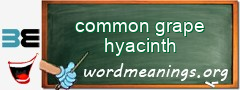WordMeaning blackboard for common grape hyacinth